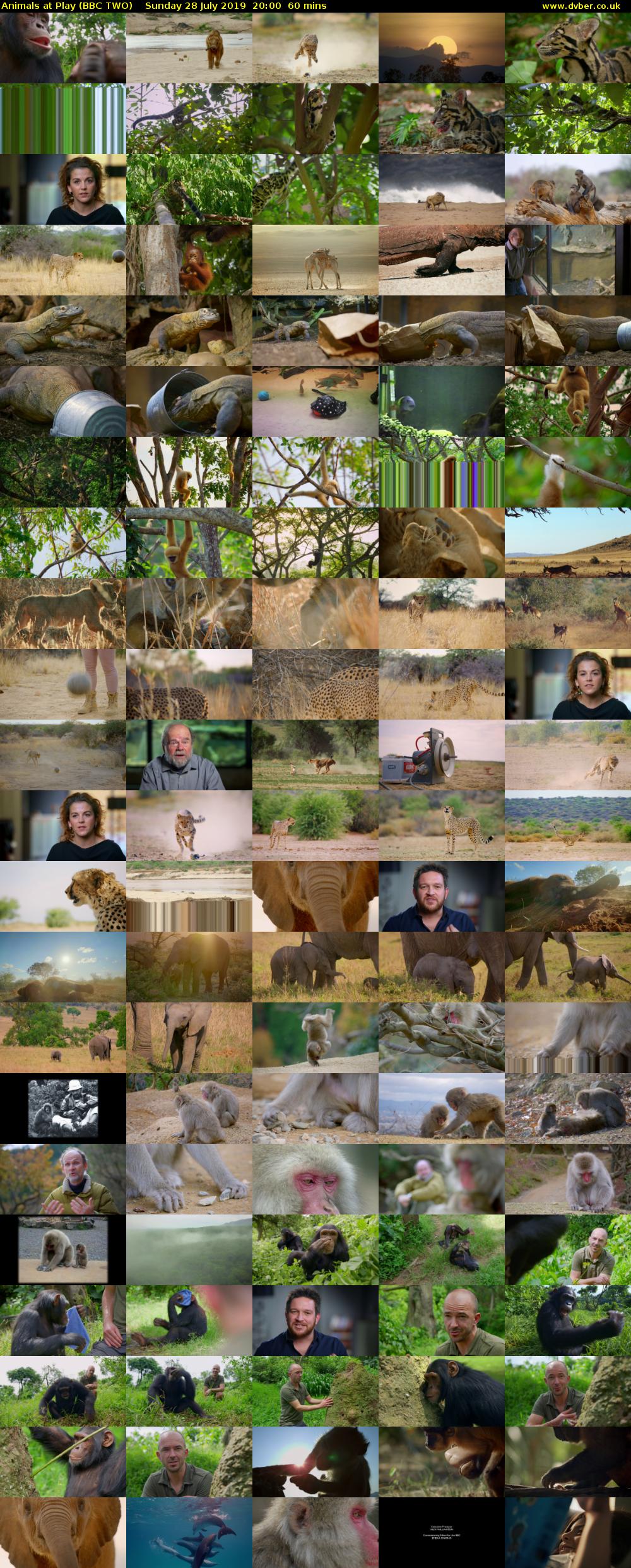 Animals at Play (BBC TWO) Sunday 28 July 2019 20:00 - 21:00