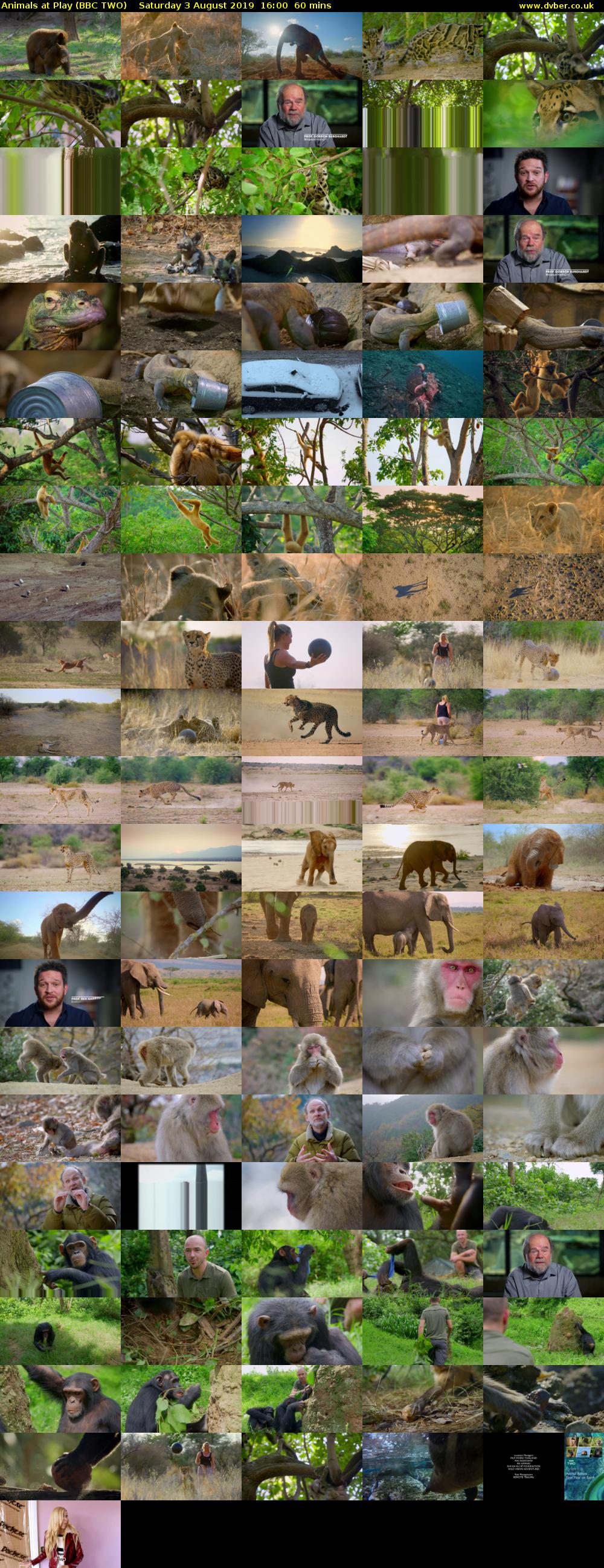 Animals at Play (BBC TWO) Saturday 3 August 2019 16:00 - 17:00