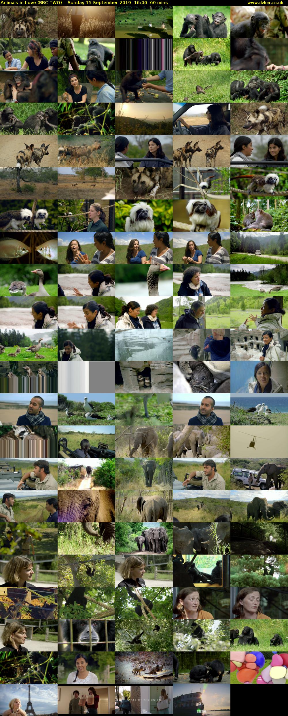 Animals in Love (BBC TWO) Sunday 15 September 2019 16:00 - 17:00