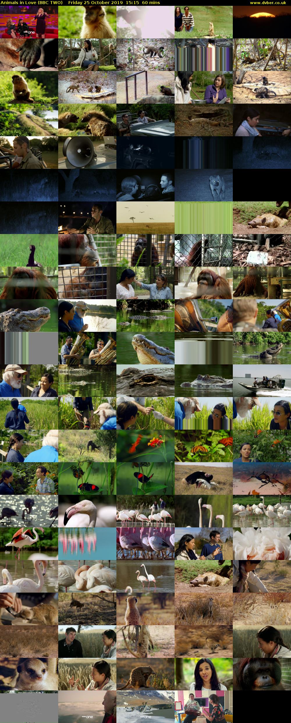 Animals in Love (BBC TWO) Friday 25 October 2019 15:15 - 16:15