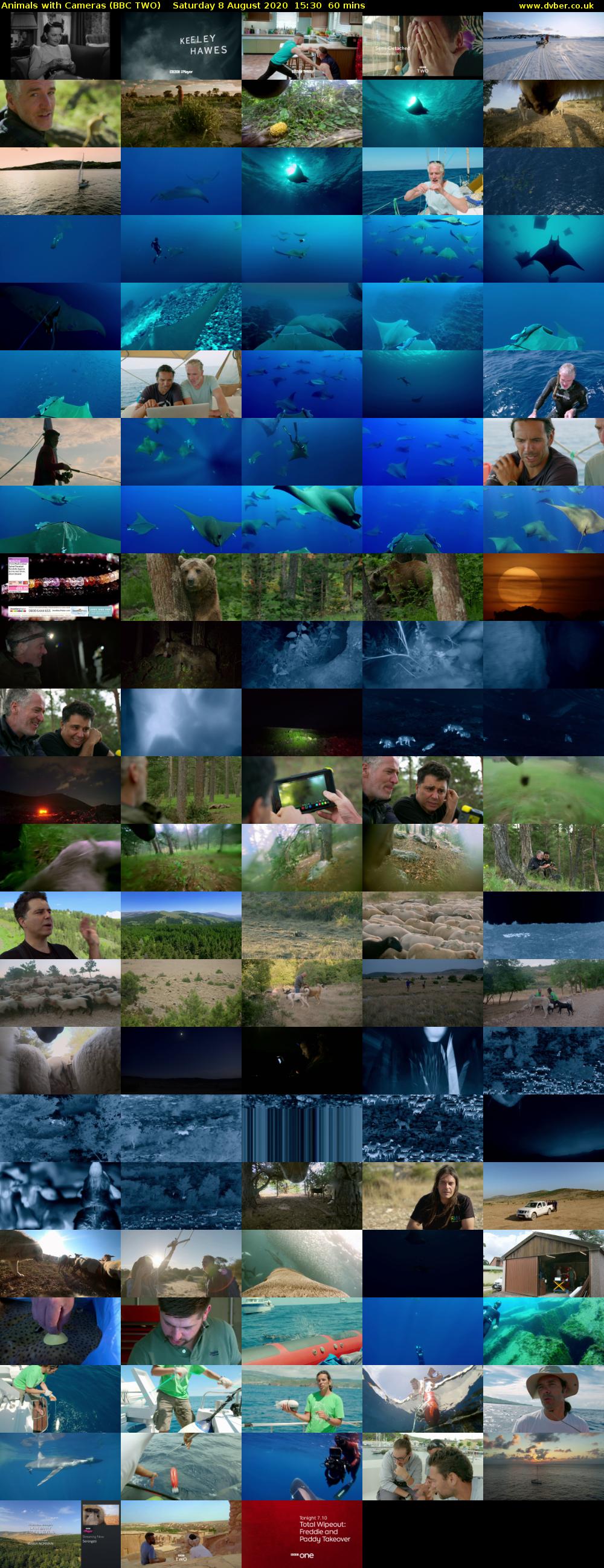 Animals with Cameras (BBC TWO) Saturday 8 August 2020 15:30 - 16:30