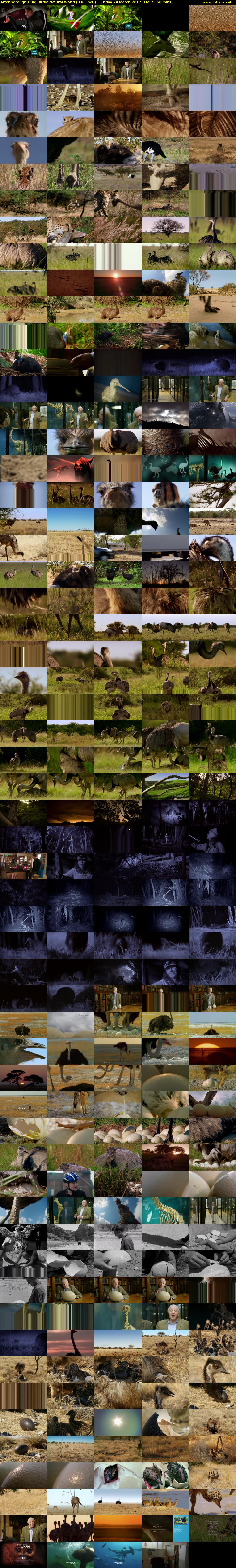 Attenborough's Big Birds: Natural World (BBC TWO) Friday 24 March 2017 16:15 - 17:15