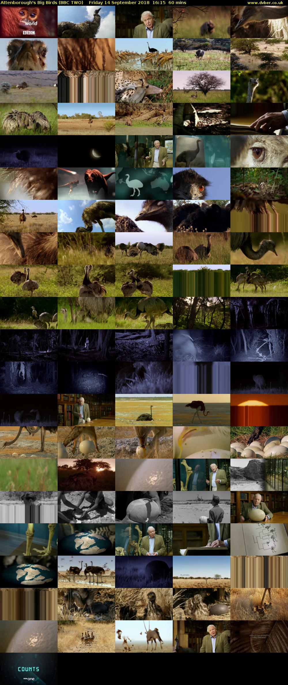 Attenborough's Big Birds (BBC TWO) Friday 14 September 2018 16:15 - 17:15