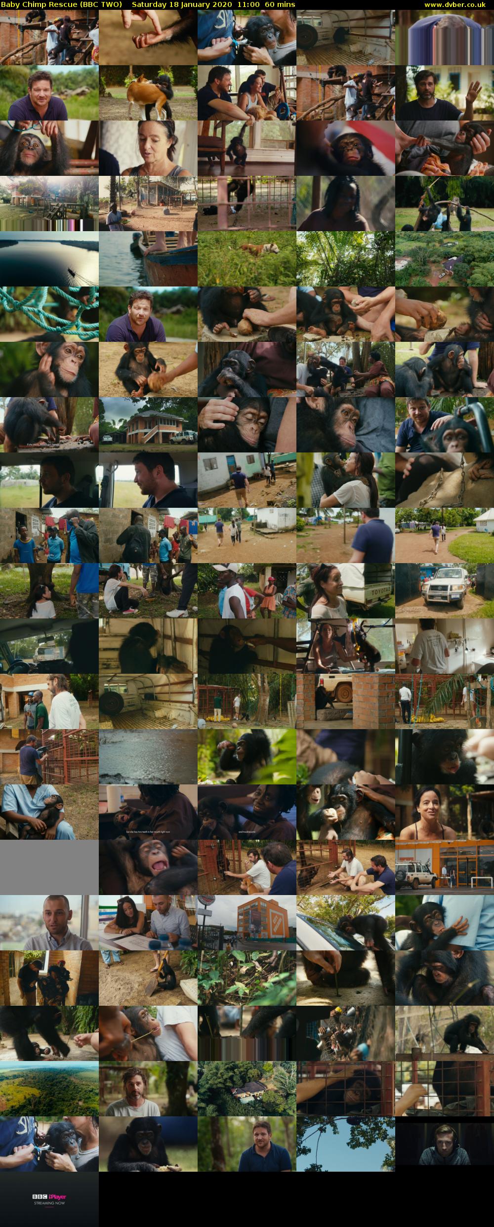 Baby Chimp Rescue (BBC TWO) Saturday 18 January 2020 11:00 - 12:00