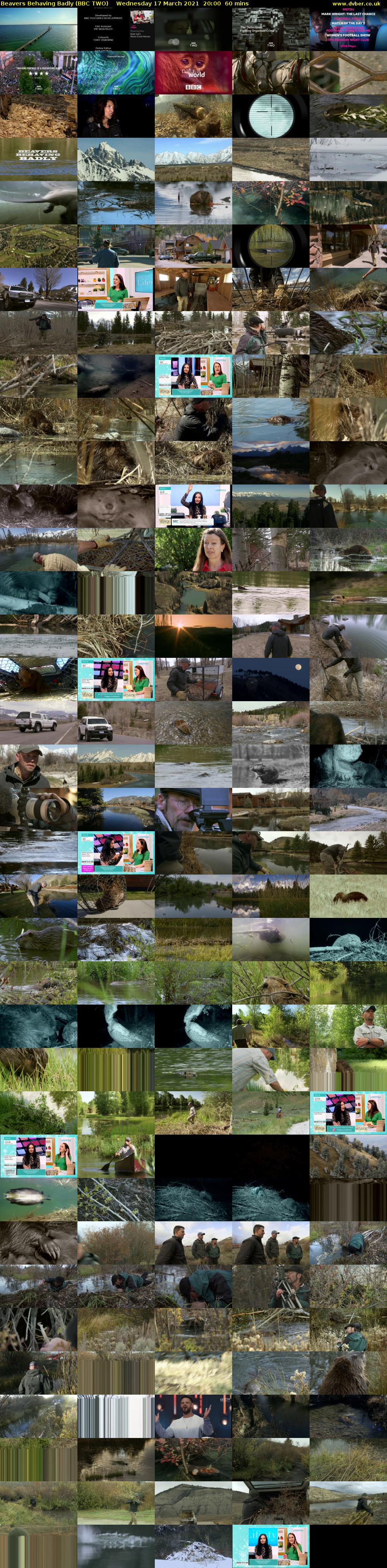 Beavers Behaving Badly (BBC TWO) Wednesday 17 March 2021 20:00 - 21:00