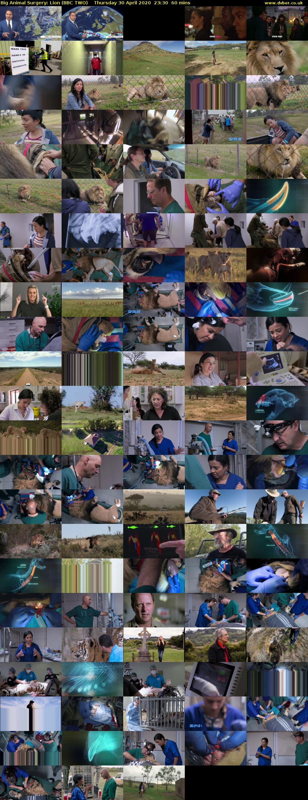 Big Animal Surgery: Lion (BBC TWO) Thursday 30 April 2020 23:30 - 00:30