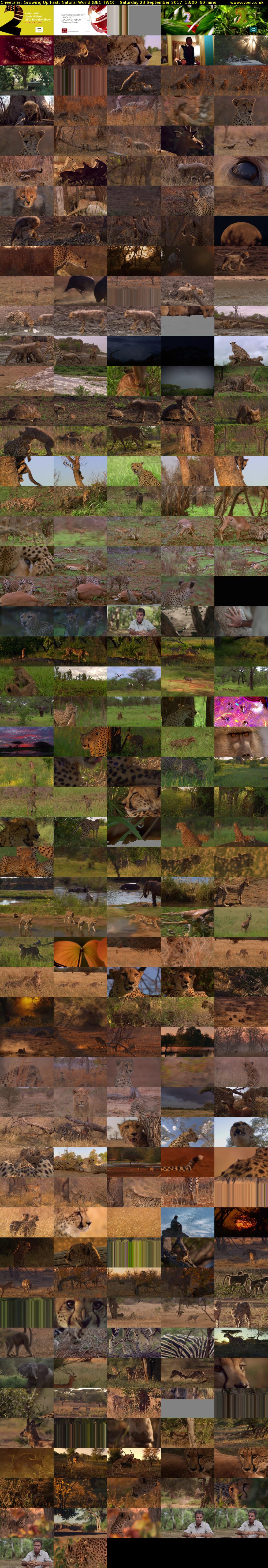 Cheetahs: Growing Up Fast: Natural World (BBC TWO) Saturday 23 September 2017 13:00 - 14:00