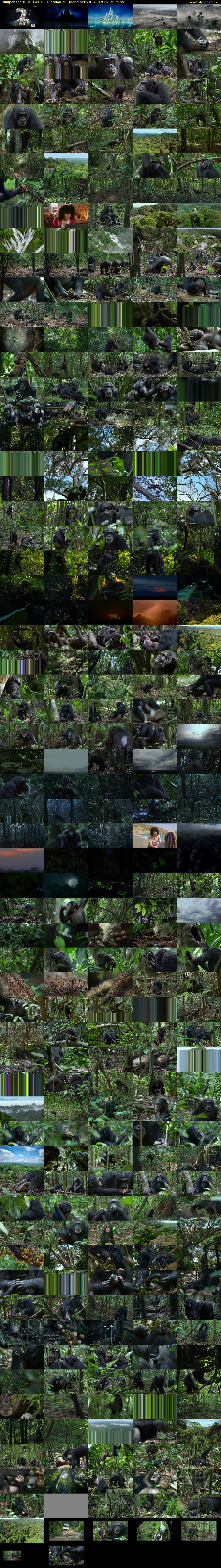 Chimpanzee (BBC TWO) Tuesday 26 December 2017 07:45 - 08:55