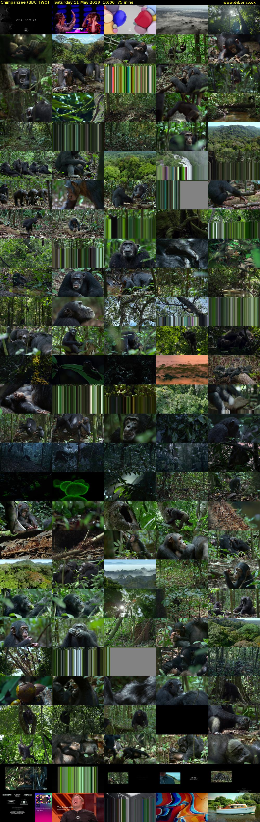 Chimpanzee (BBC TWO) Saturday 11 May 2019 10:00 - 11:15
