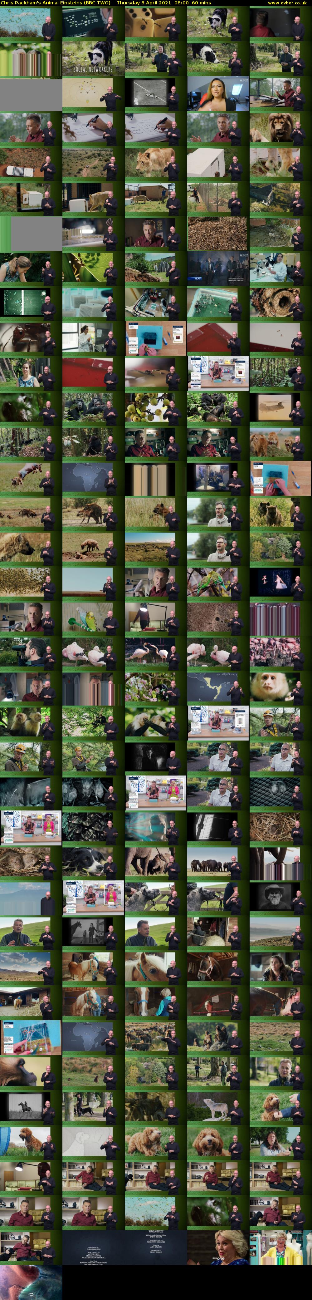 Chris Packham's Animal Einsteins (BBC TWO) Thursday 8 April 2021 08:00 - 09:00