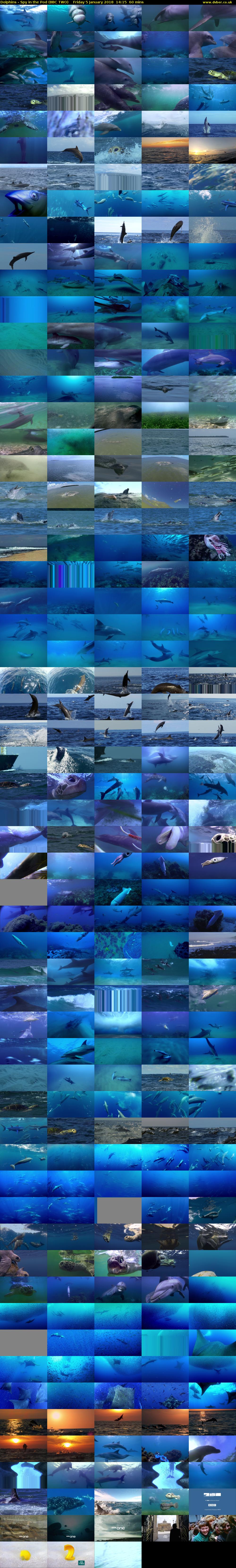 Dolphins - Spy in the Pod (BBC TWO) Friday 5 January 2018 14:15 - 15:15