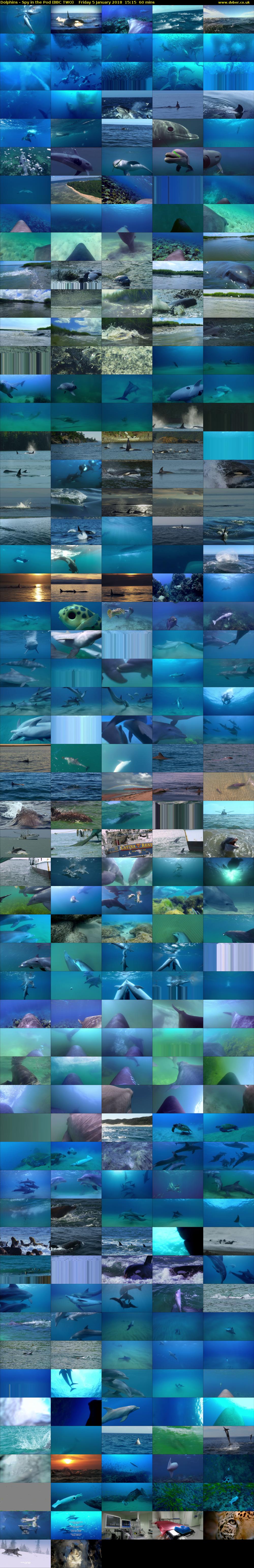 Dolphins - Spy in the Pod (BBC TWO) Friday 5 January 2018 15:15 - 16:15