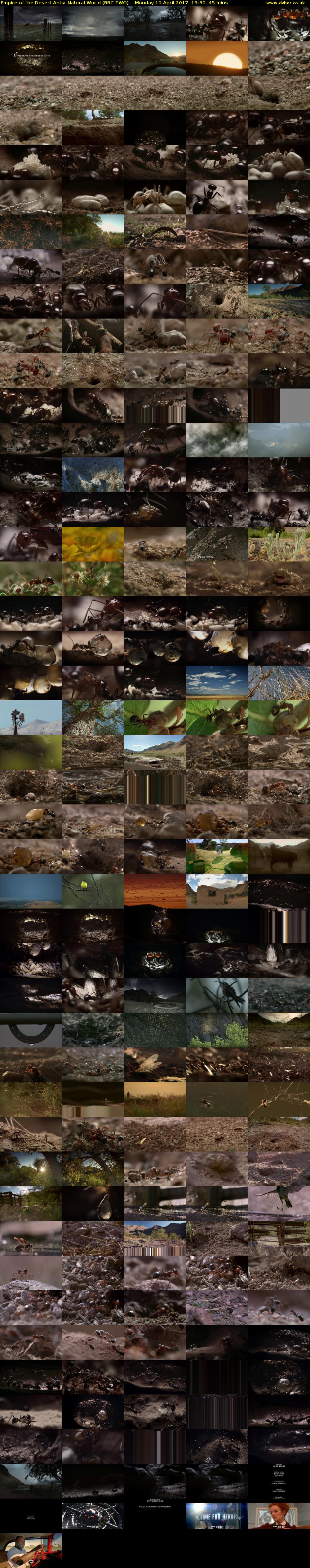 Empire of the Desert Ants: Natural World (BBC TWO) Monday 10 April 2017 15:30 - 16:15