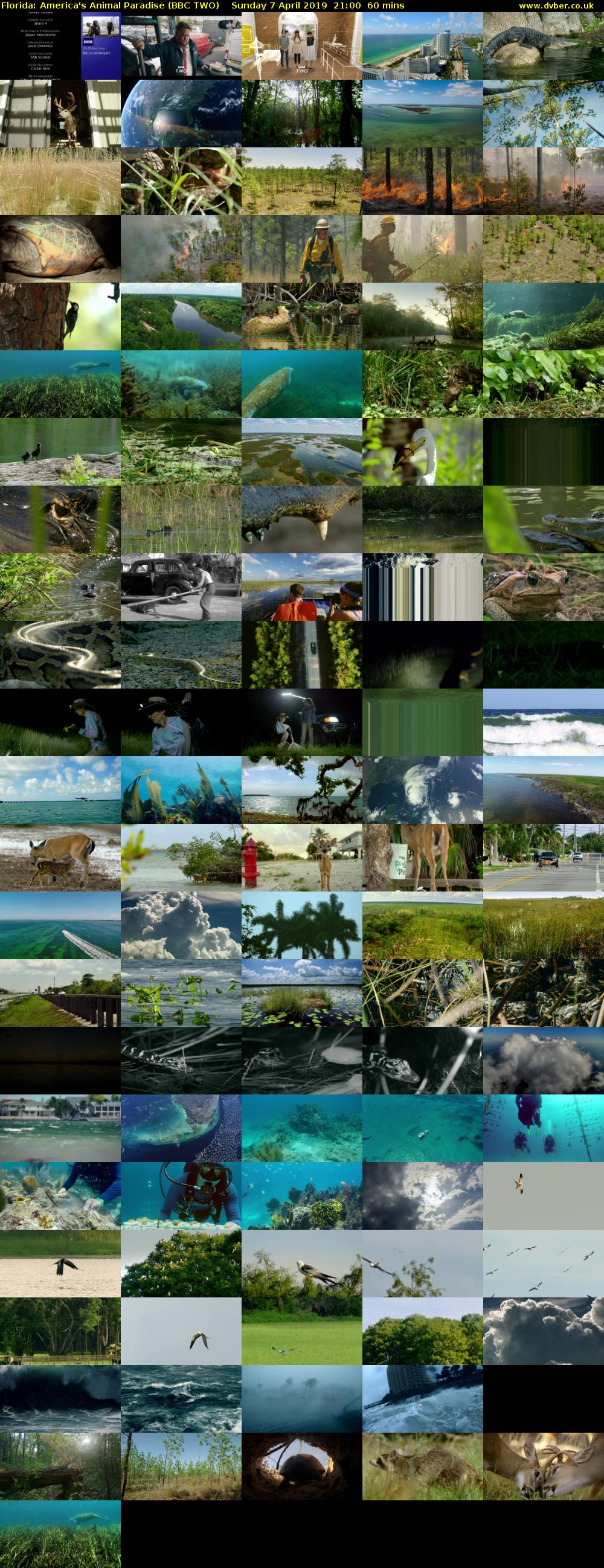 Florida: America's Animal Paradise (BBC TWO) Sunday 7 April 2019 21:00 - 22:00