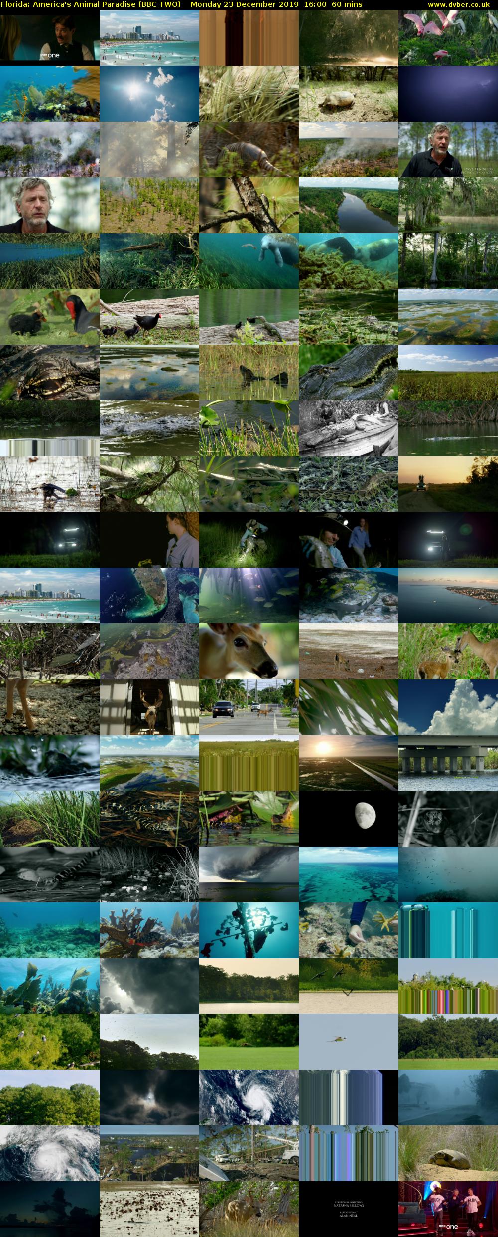Florida: America's Animal Paradise (BBC TWO) Monday 23 December 2019 16:00 - 17:00