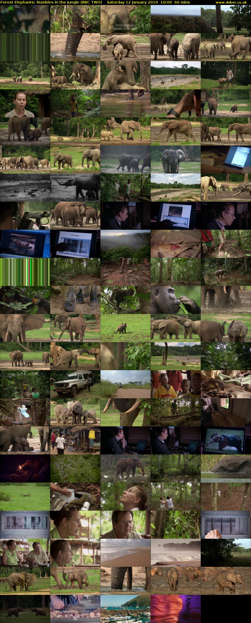 Forest Elephants: Rumbles in the Jungle (BBC TWO) Saturday 12 January 2019 10:00 - 11:00