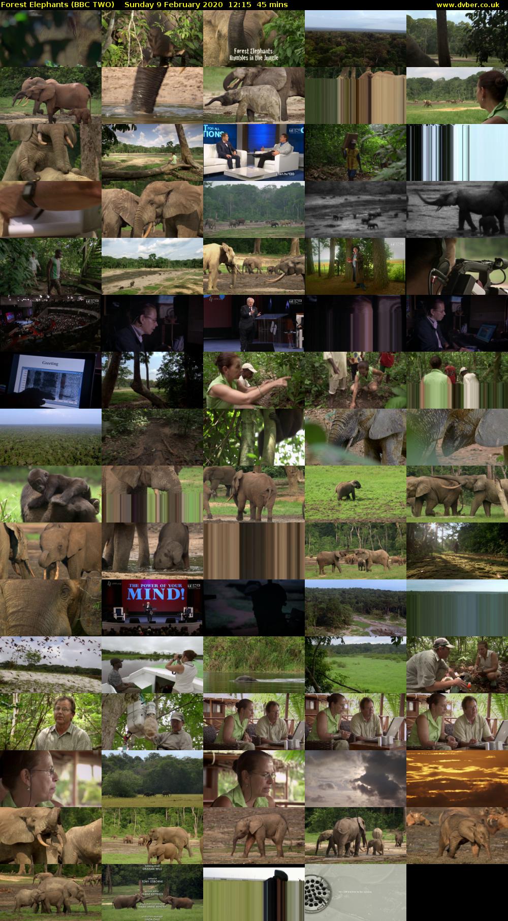 Forest Elephants (BBC TWO) Sunday 9 February 2020 12:15 - 13:00