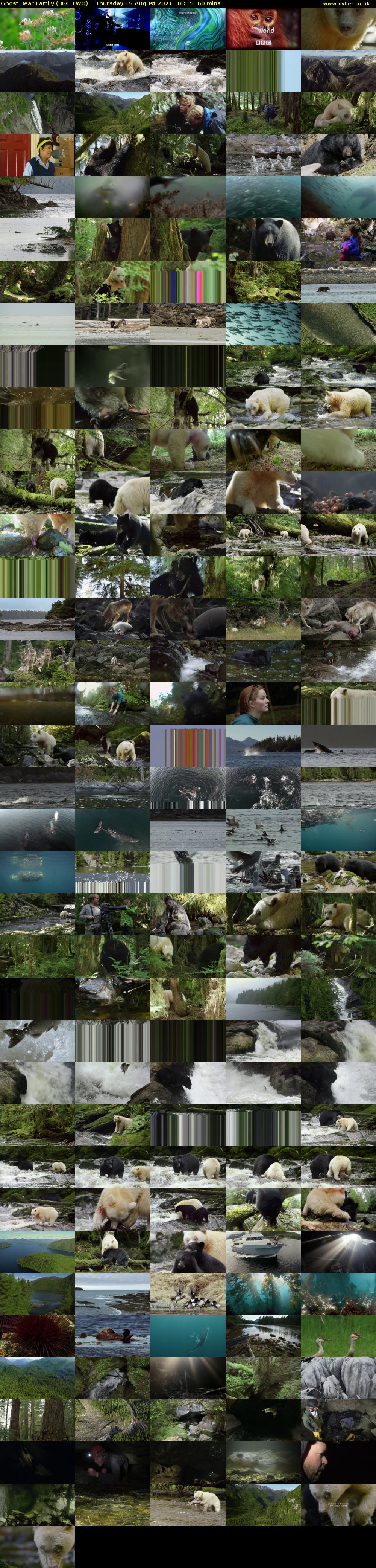 Ghost Bear Family (BBC TWO) Thursday 19 August 2021 16:15 - 17:15