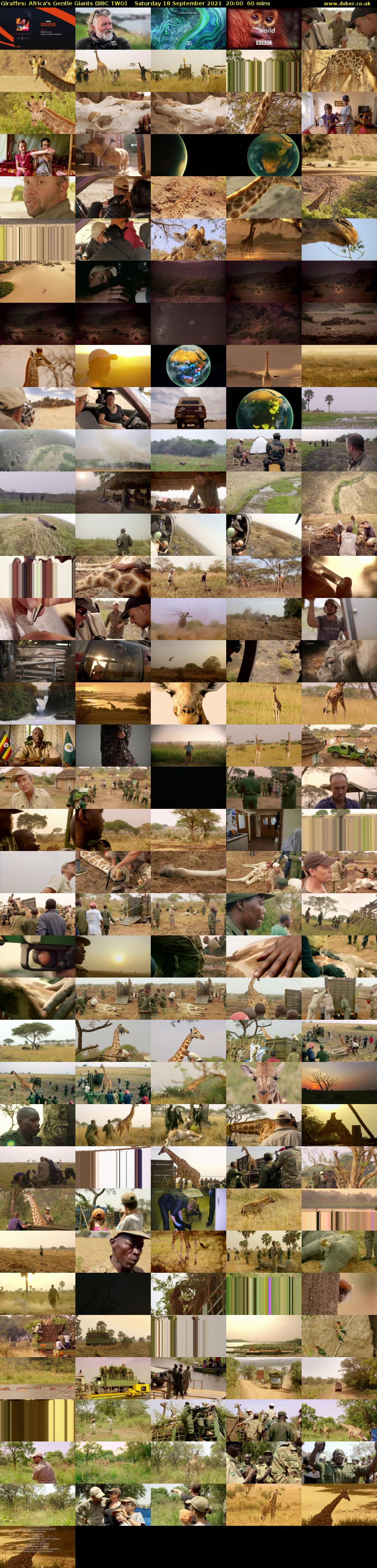 Giraffes: Africa's Gentle Giants (BBC TWO) Saturday 18 September 2021 20:00 - 21:00