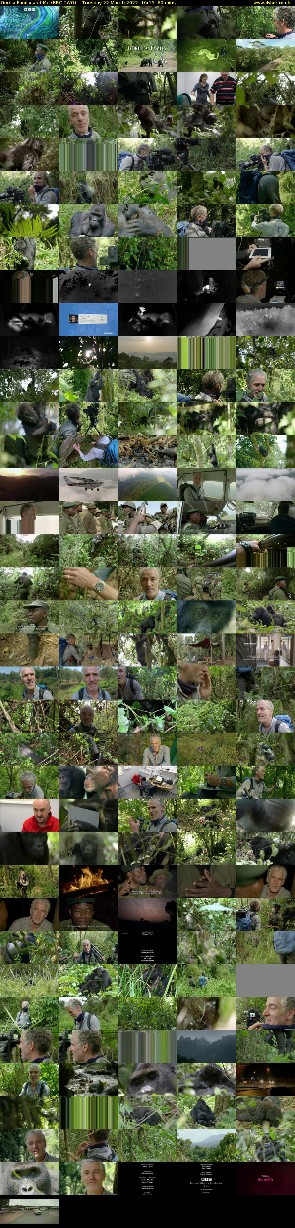Gorilla Family and Me (BBC TWO) Tuesday 22 March 2022 16:15 - 17:15