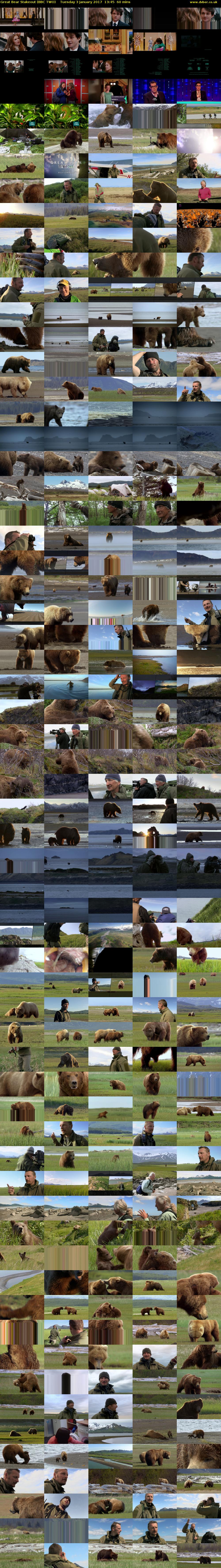 Great Bear Stakeout (BBC TWO) Tuesday 3 January 2017 13:45 - 14:45
