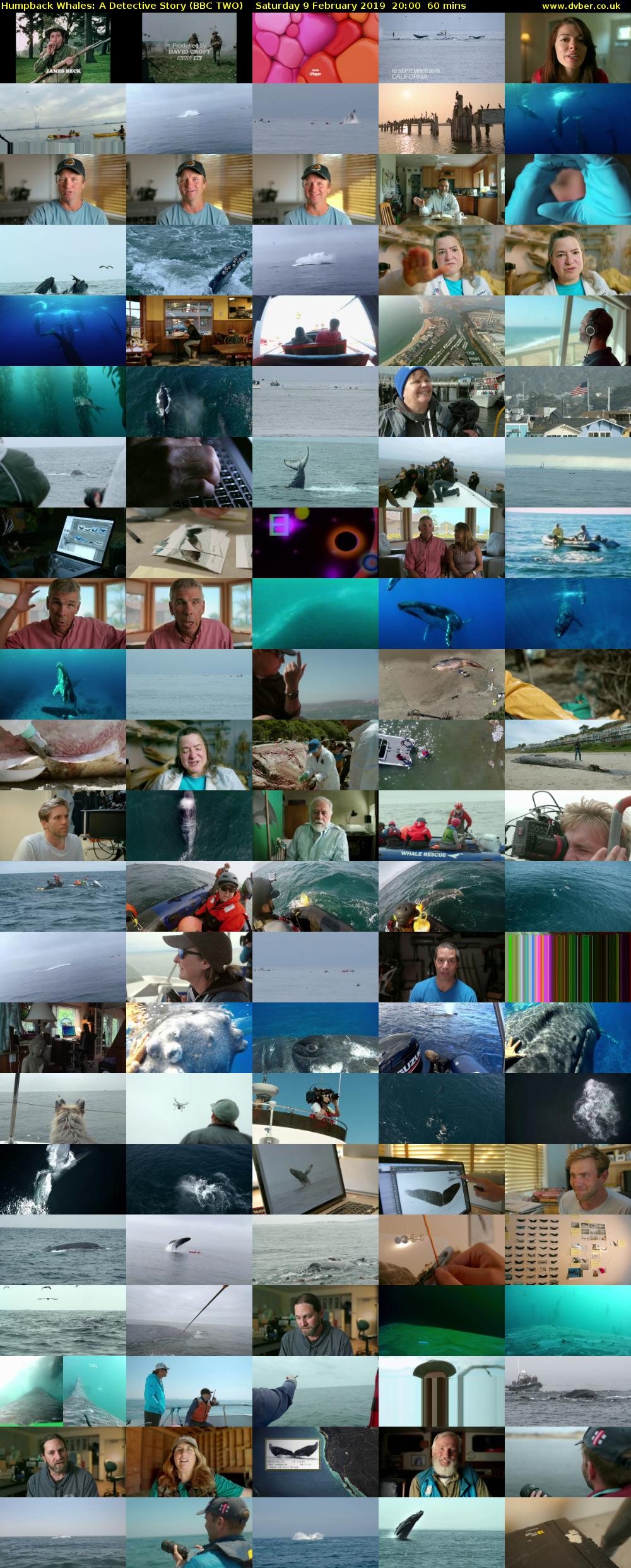 Humpback Whales: A Detective Story (BBC TWO) Saturday 9 February 2019 20:00 - 21:00