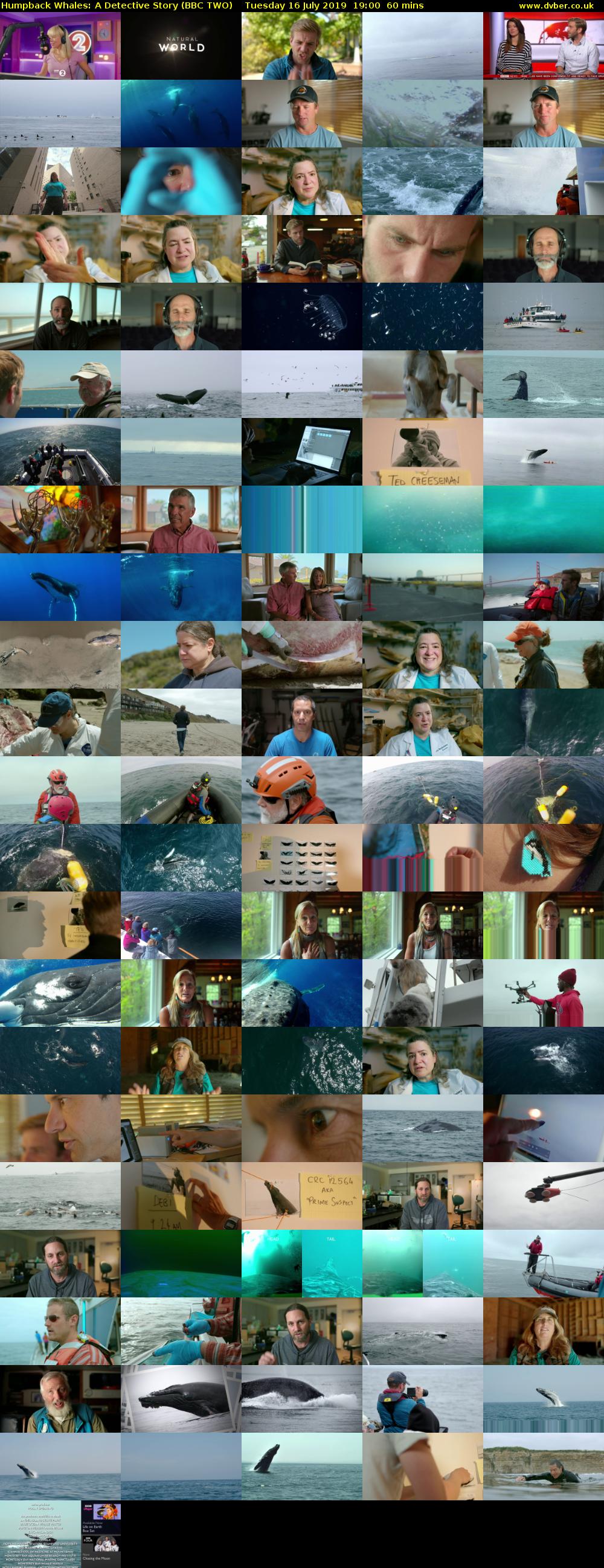 Humpback Whales: A Detective Story (BBC TWO) Tuesday 16 July 2019 19:00 - 20:00