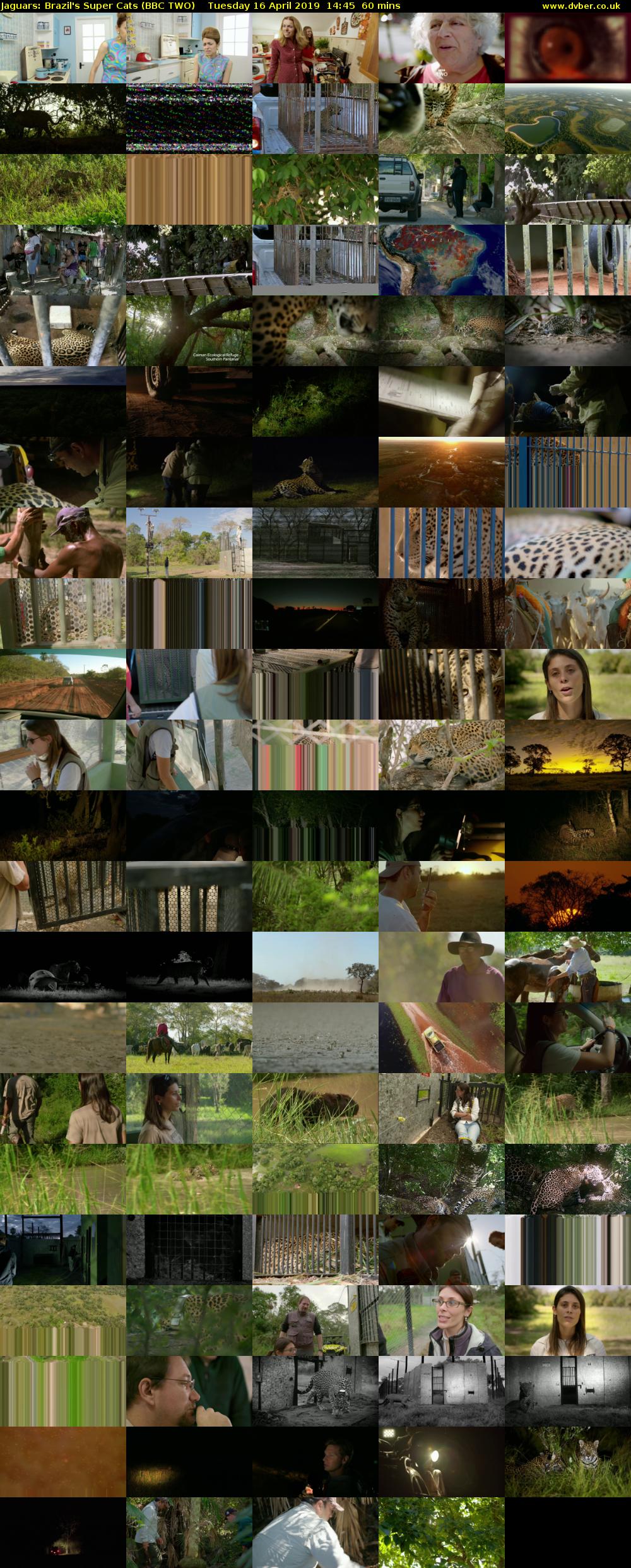 Jaguars: Brazil's Super Cats (BBC TWO) Tuesday 16 April 2019 14:45 - 15:45