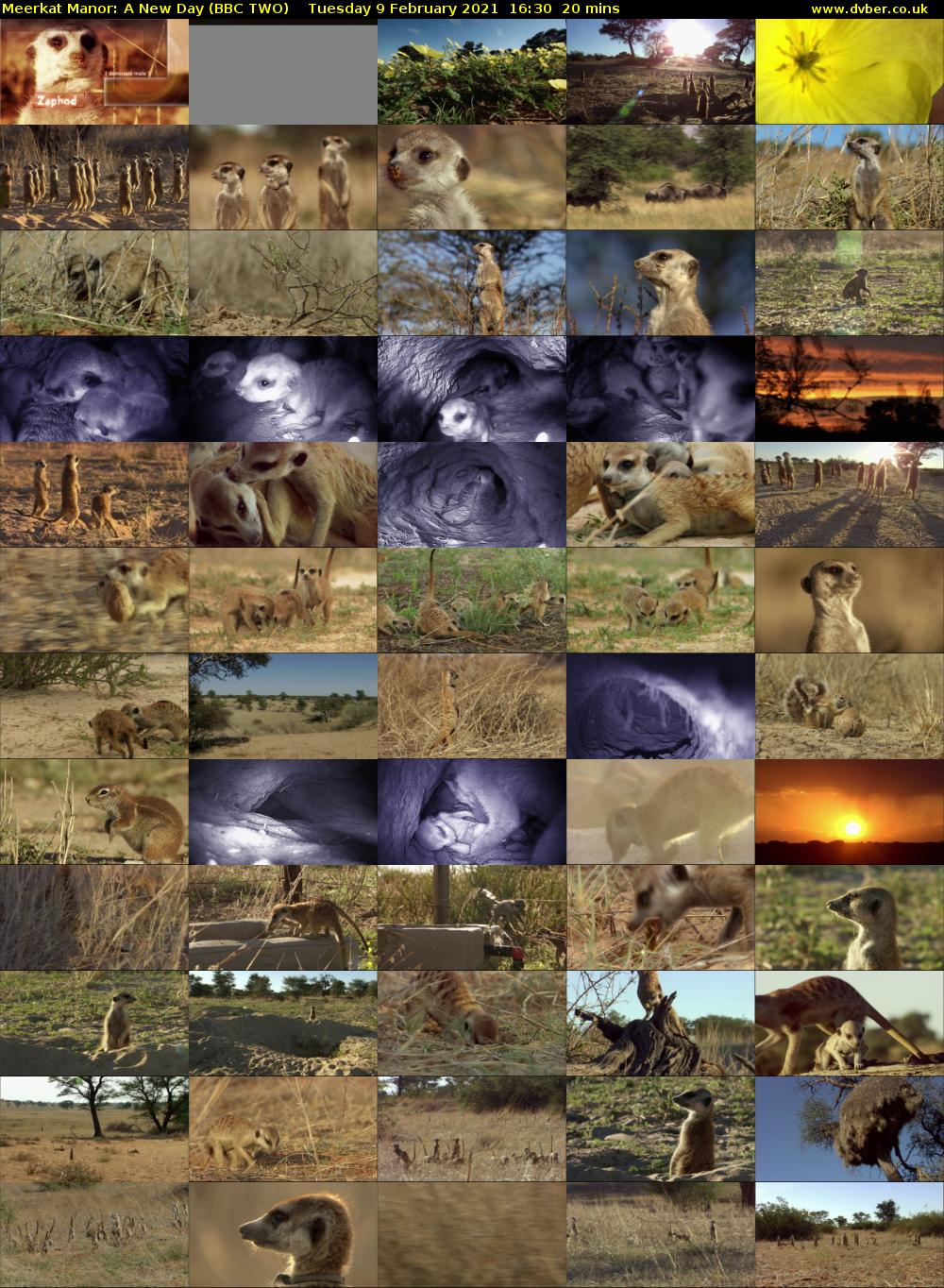 Meerkat Manor: A New Day (BBC TWO) Tuesday 9 February 2021 16:30 - 16:50