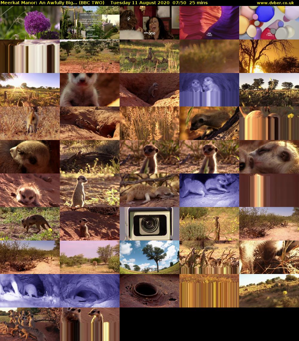 Meerkat Manor: An Awfully Big... (BBC TWO) Tuesday 11 August 2020 07:50 - 08:15