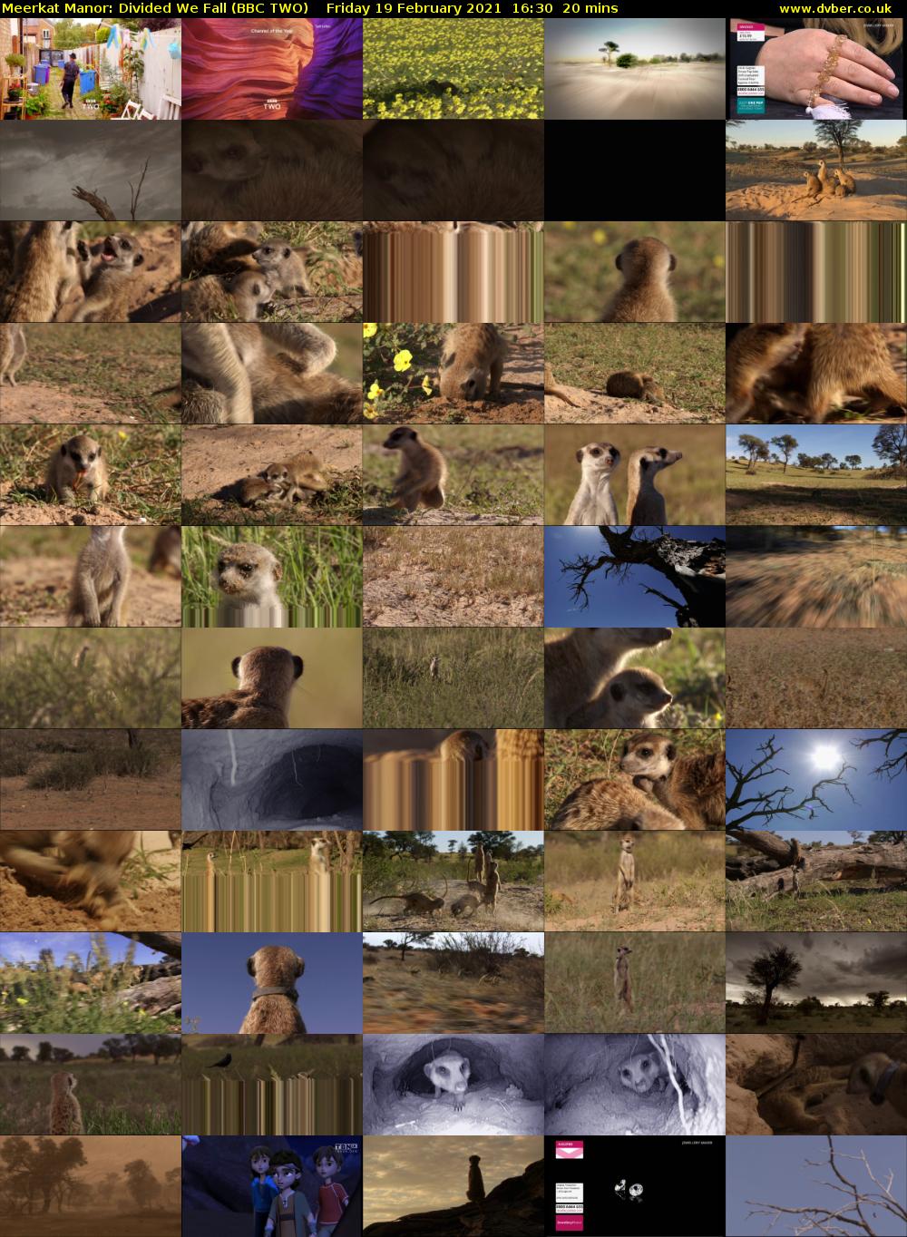 Meerkat Manor: Divided We Fall (BBC TWO) Friday 19 February 2021 16:30 - 16:50