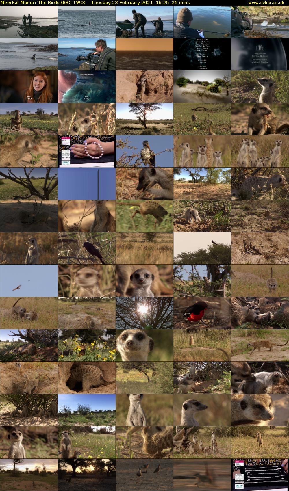 Meerkat Manor: The Birds (BBC TWO) Tuesday 23 February 2021 16:25 - 16:50