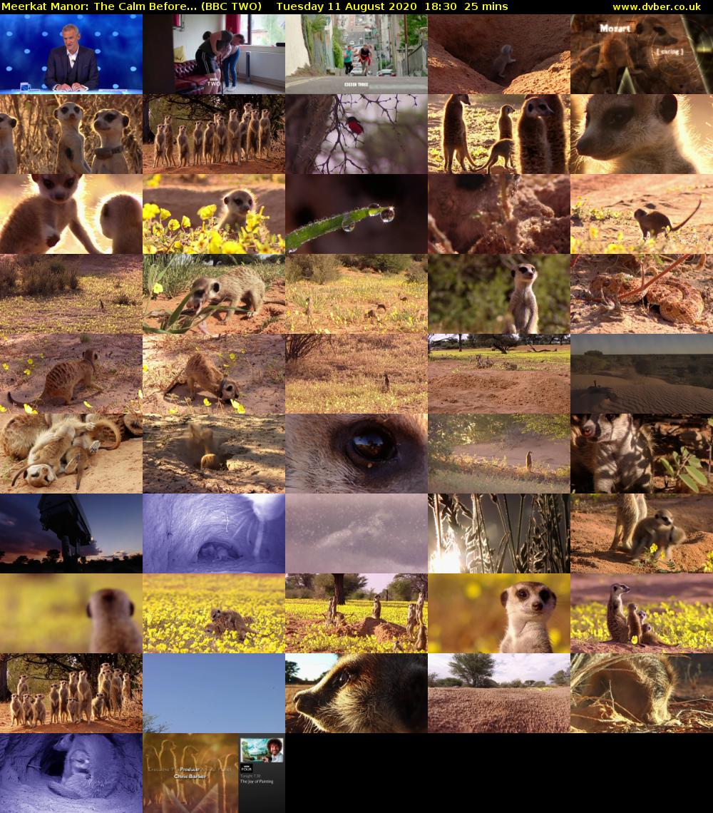 Meerkat Manor: The Calm Before... (BBC TWO) Tuesday 11 August 2020 18:30 - 18:55