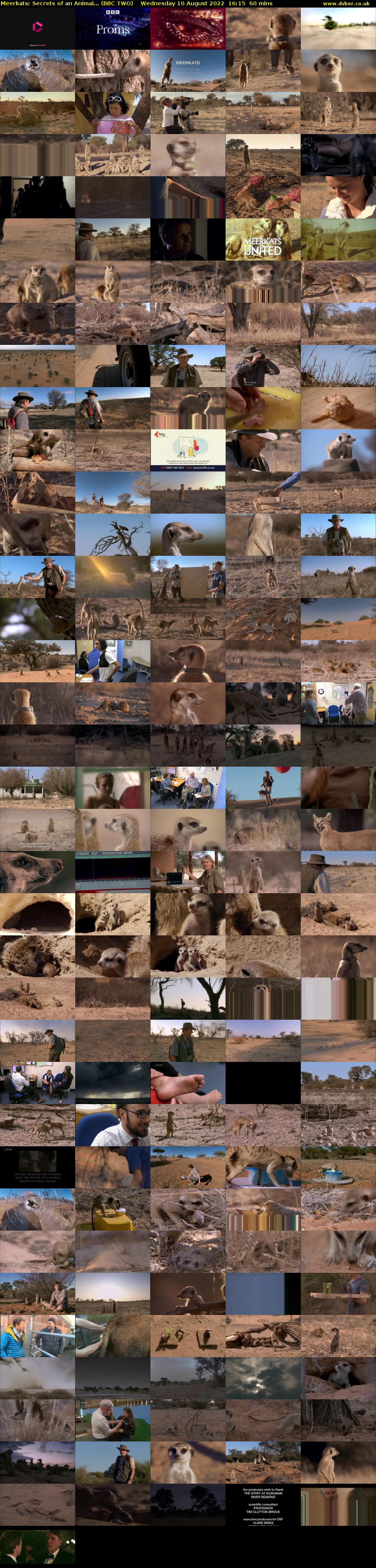 Meerkats: Secrets of an Animal... (BBC TWO) Wednesday 10 August 2022 16:15 - 17:15