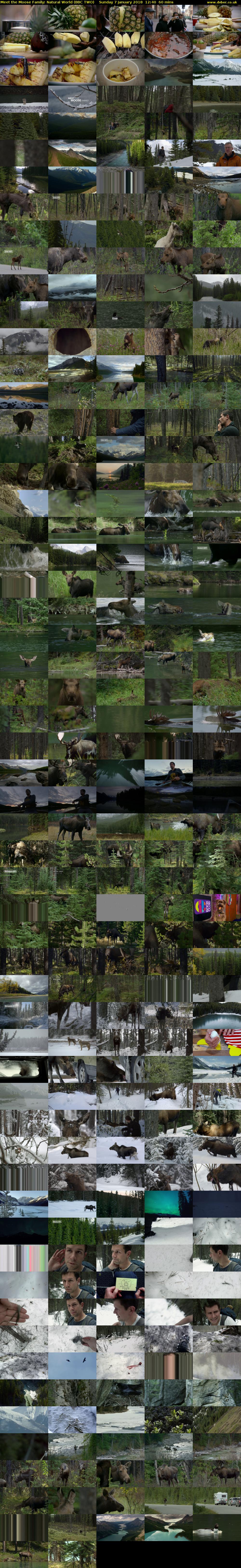 Meet the Moose Family: Natural World (BBC TWO) Sunday 7 January 2018 12:40 - 13:40