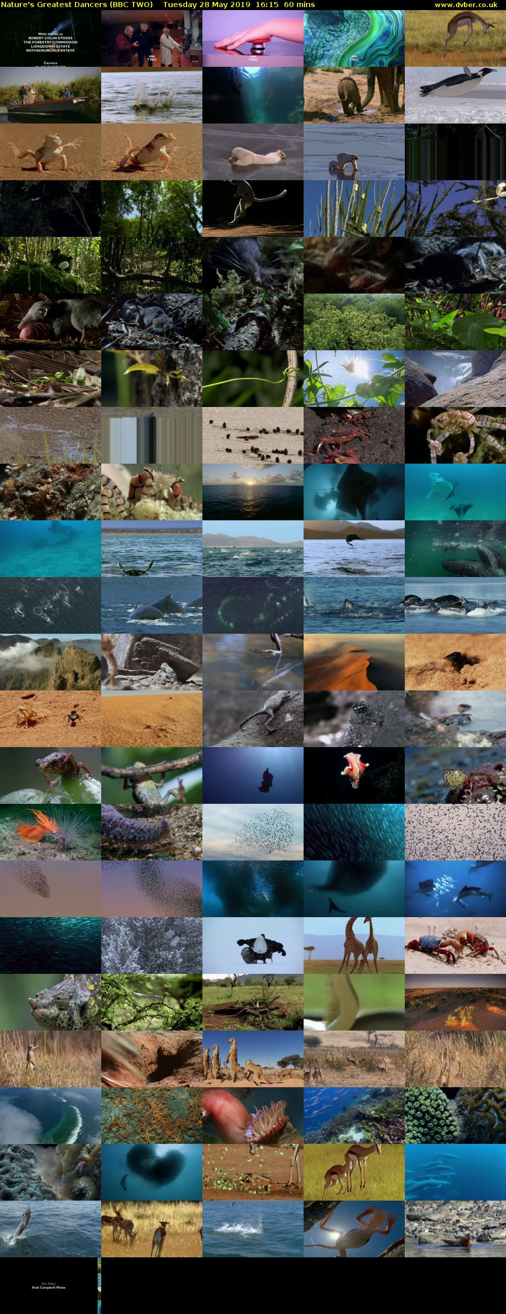 Nature's Greatest Dancers (BBC TWO) Tuesday 28 May 2019 16:15 - 17:15