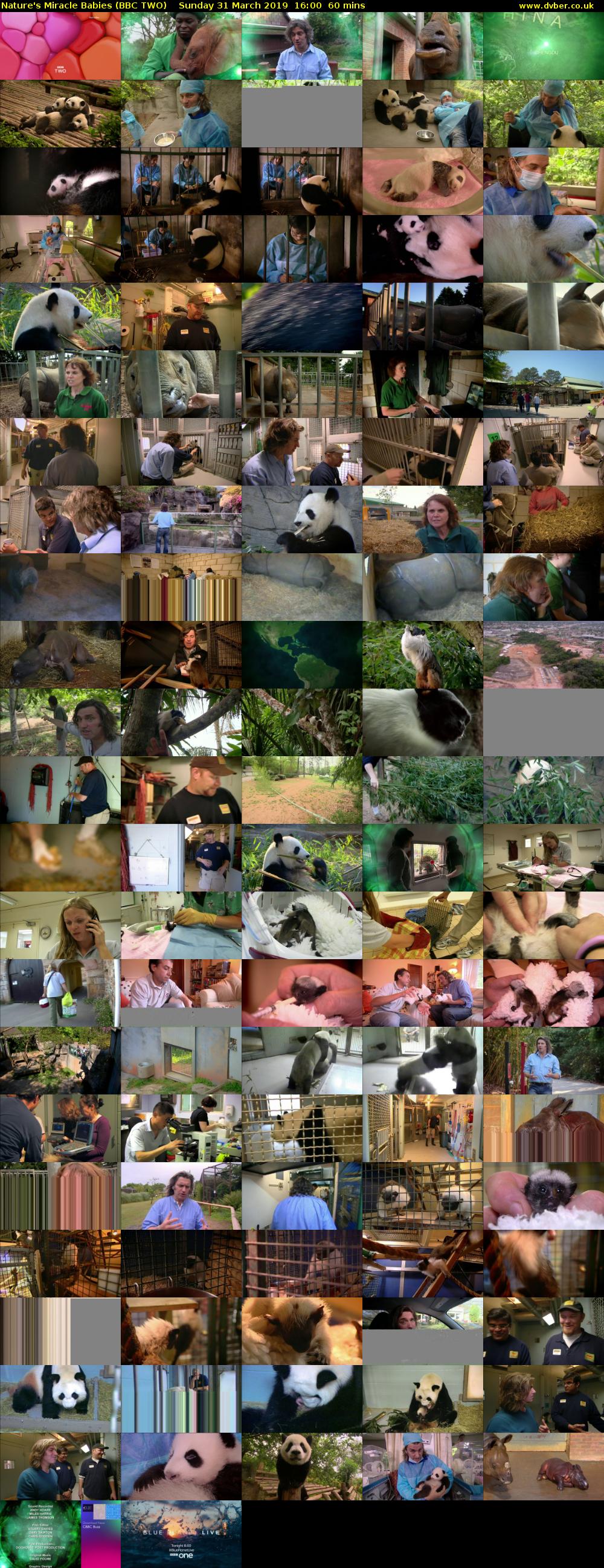 Nature's Miracle Babies (BBC TWO) Sunday 31 March 2019 16:00 - 17:00