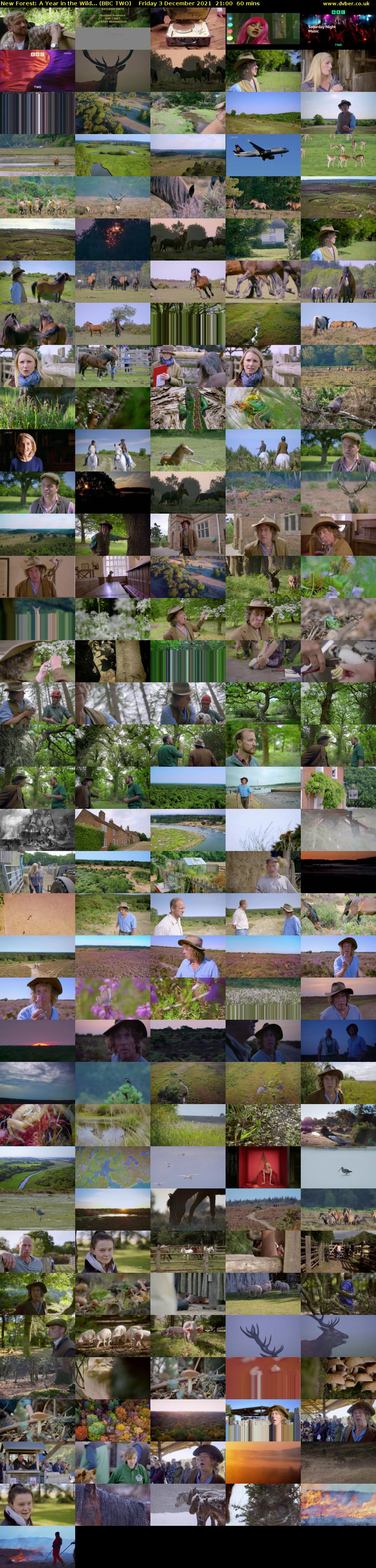 New Forest: A Year in the Wild... (BBC TWO) Friday 3 December 2021 21:00 - 22:00