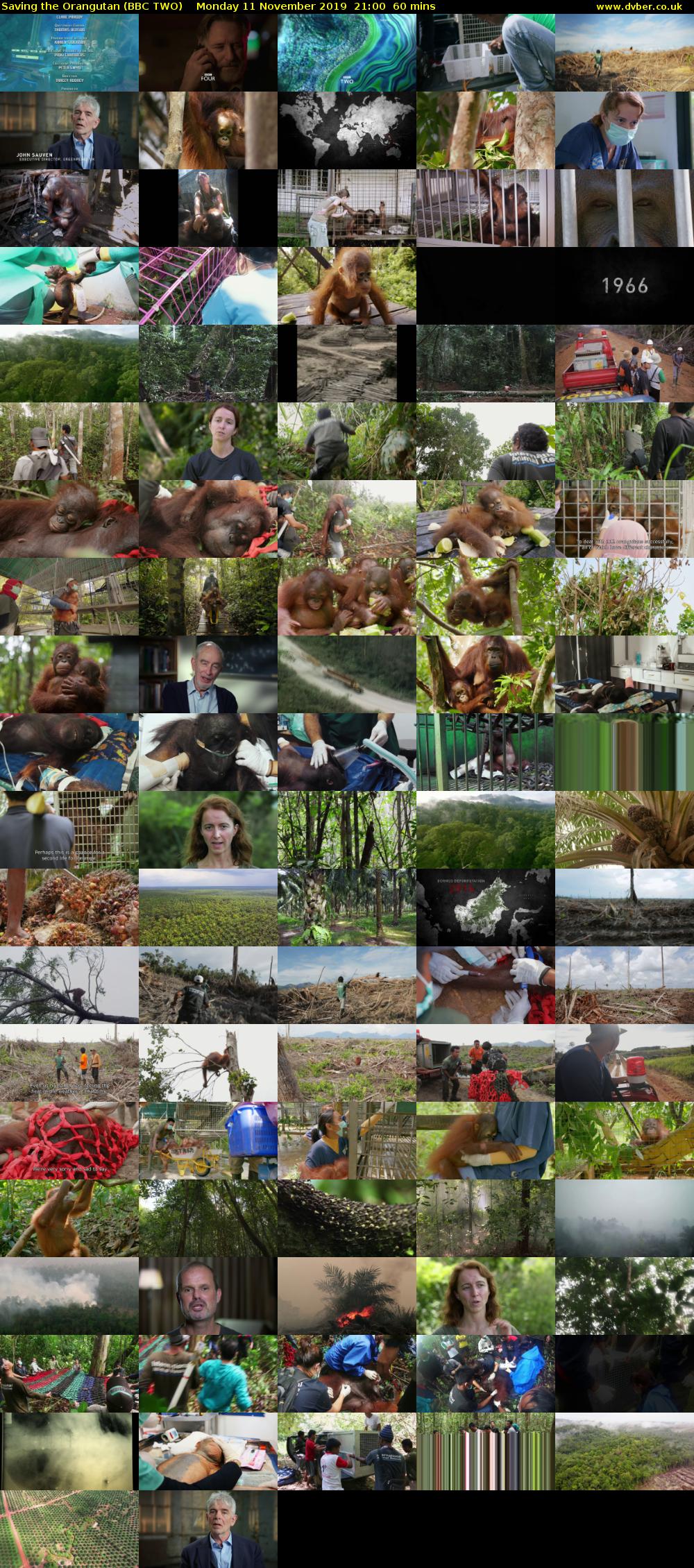 Saving the Orangutan (BBC TWO) Monday 11 November 2019 21:00 - 22:00