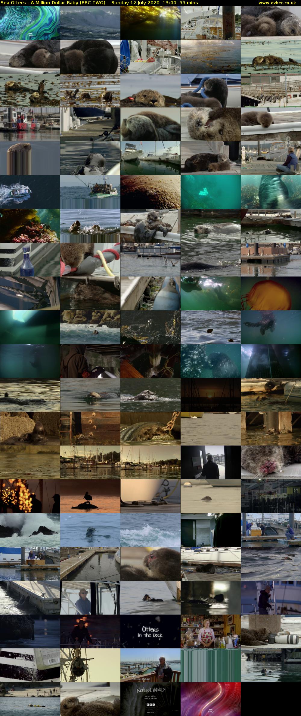 Sea Otters - A Million Dollar Baby (BBC TWO) Sunday 12 July 2020 13:00 - 13:55
