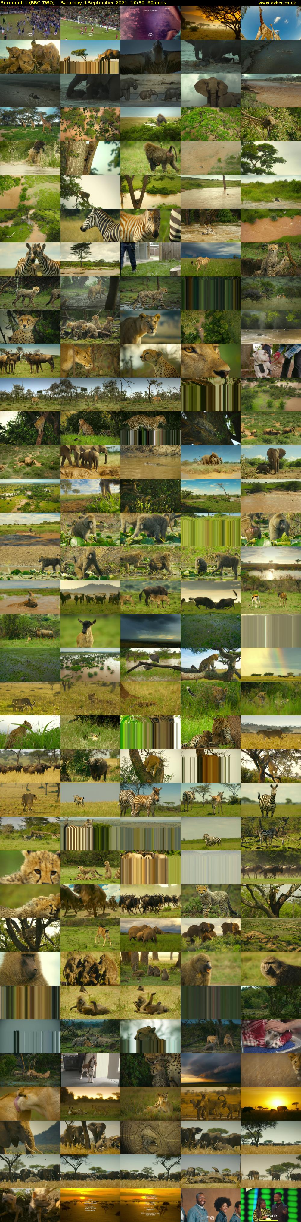 Serengeti II (BBC TWO) Saturday 4 September 2021 10:30 - 11:30