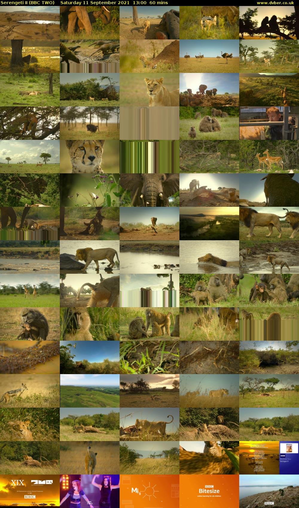 Serengeti II (BBC TWO) Saturday 11 September 2021 13:00 - 14:00