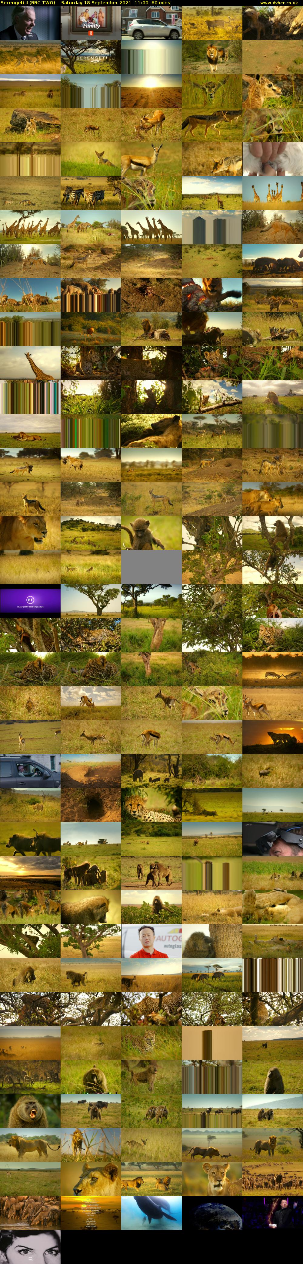 Serengeti II (BBC TWO) Saturday 18 September 2021 11:00 - 12:00