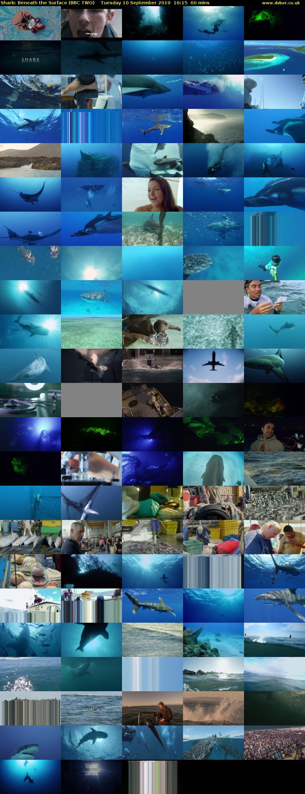 Shark: Beneath the Surface (BBC TWO) Tuesday 10 September 2019 16:15 - 17:15
