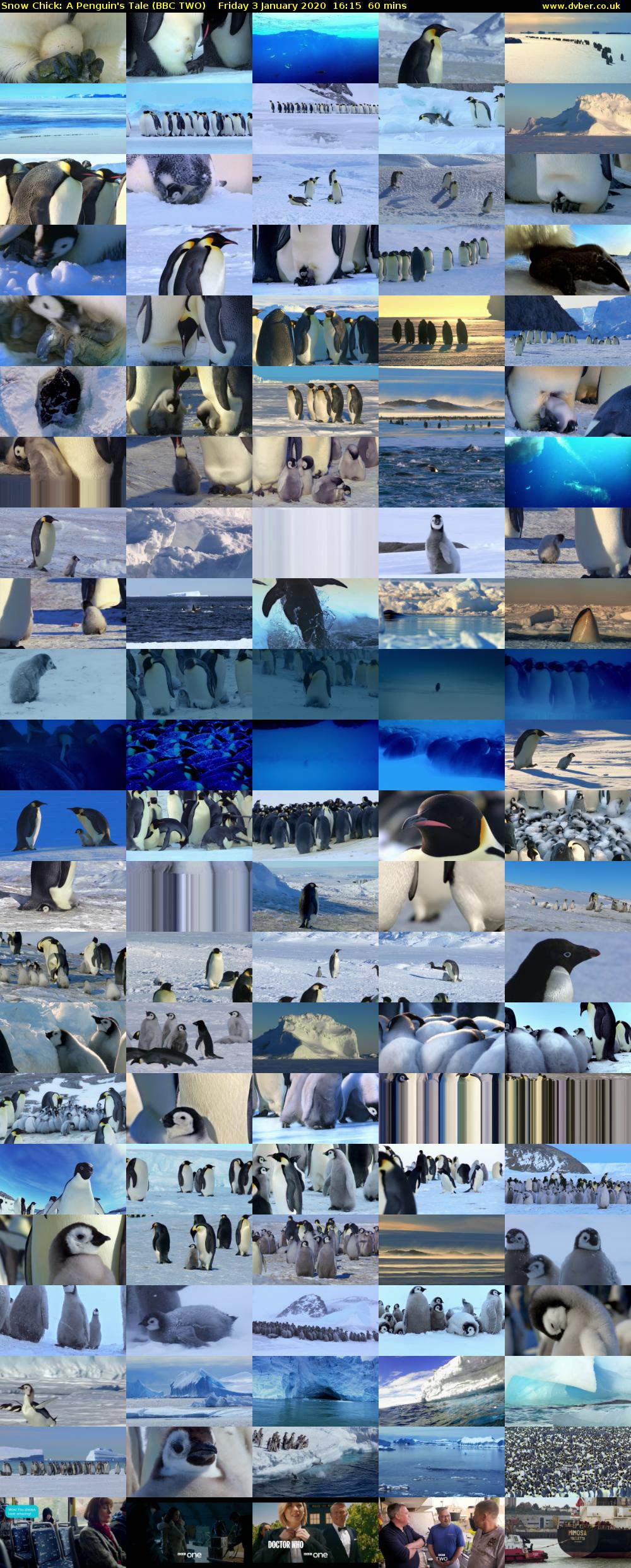 Snow Chick: A Penguin's Tale (BBC TWO) Friday 3 January 2020 16:15 - 17:15