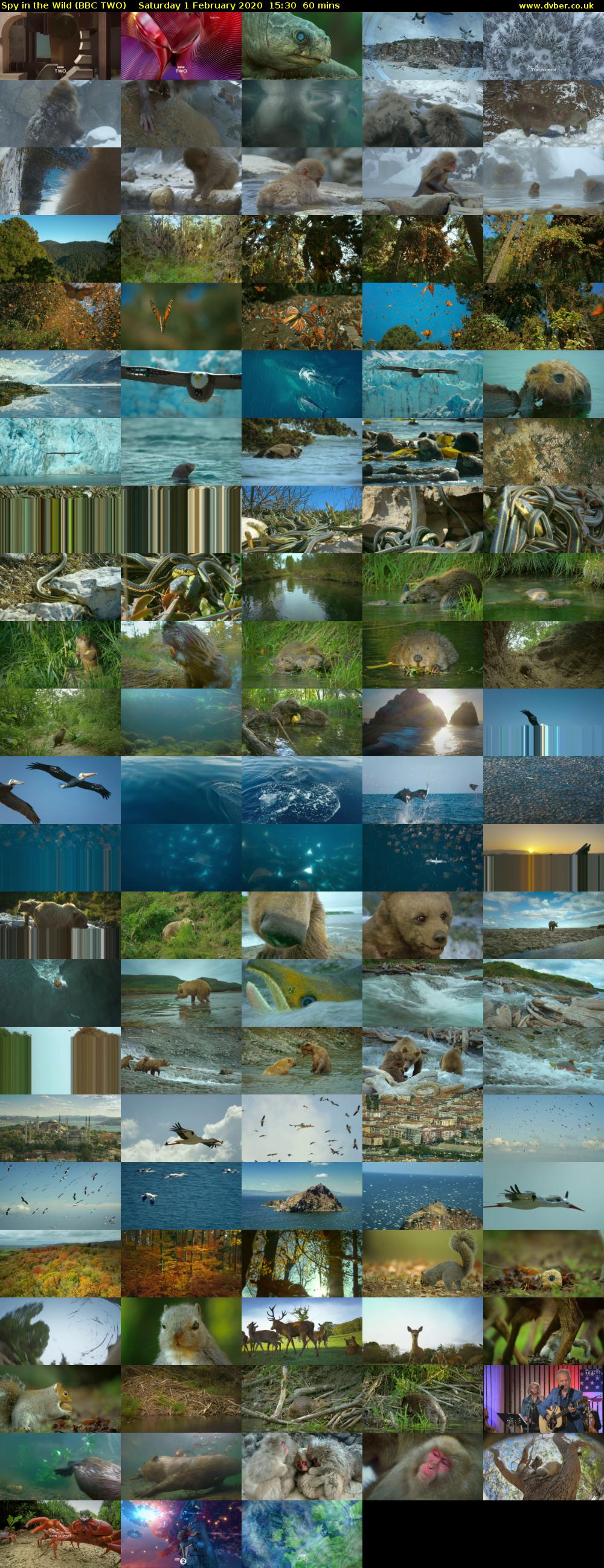 Spy in the Wild (BBC TWO) Saturday 1 February 2020 15:30 - 16:30