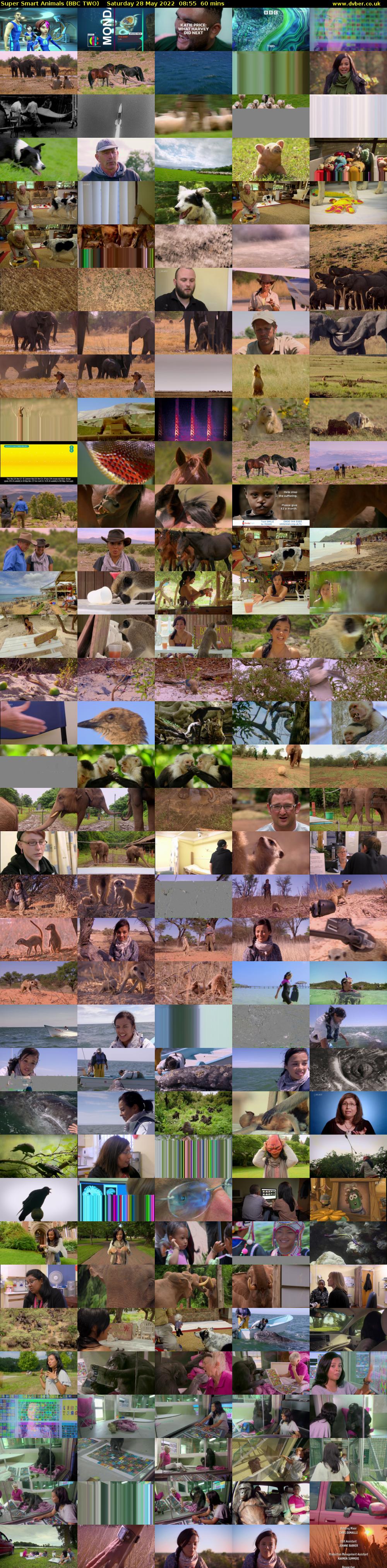 Super Smart Animals (BBC TWO) Saturday 28 May 2022 08:55 - 09:55