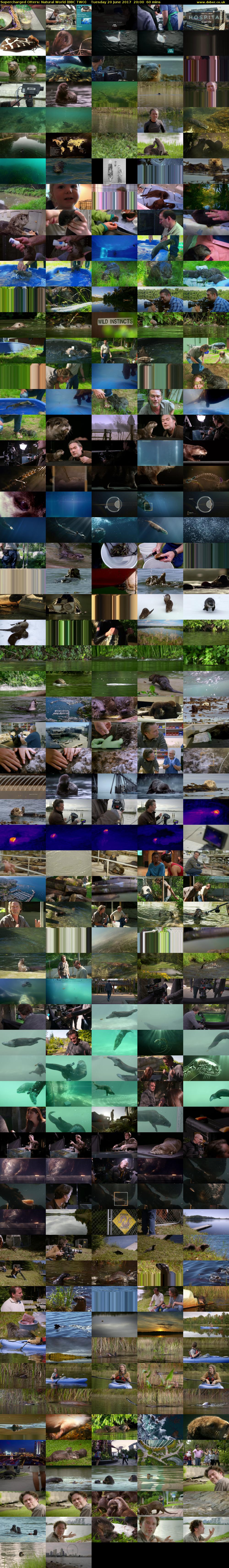 Supercharged Otters: Natural World (BBC TWO) Tuesday 20 June 2017 20:00 - 21:00