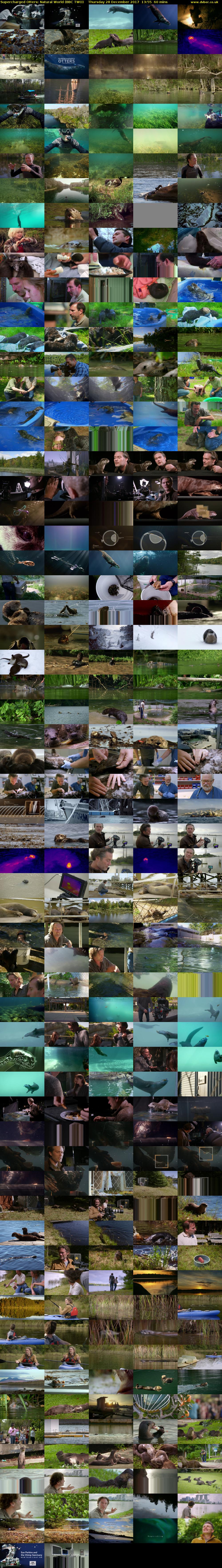 Supercharged Otters: Natural World (BBC TWO) Thursday 28 December 2017 13:55 - 14:55