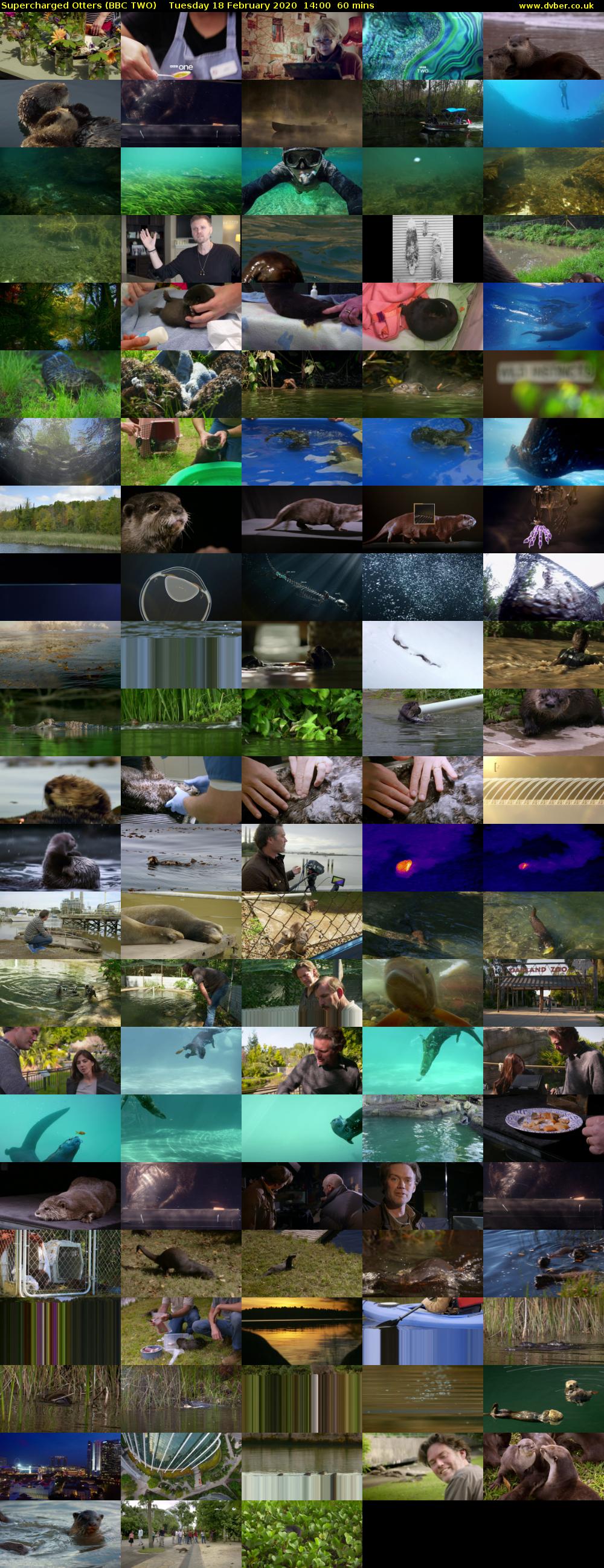 Supercharged Otters (BBC TWO) Tuesday 18 February 2020 14:00 - 15:00